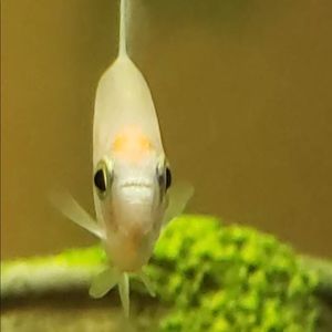 Meet your Posher, Devin